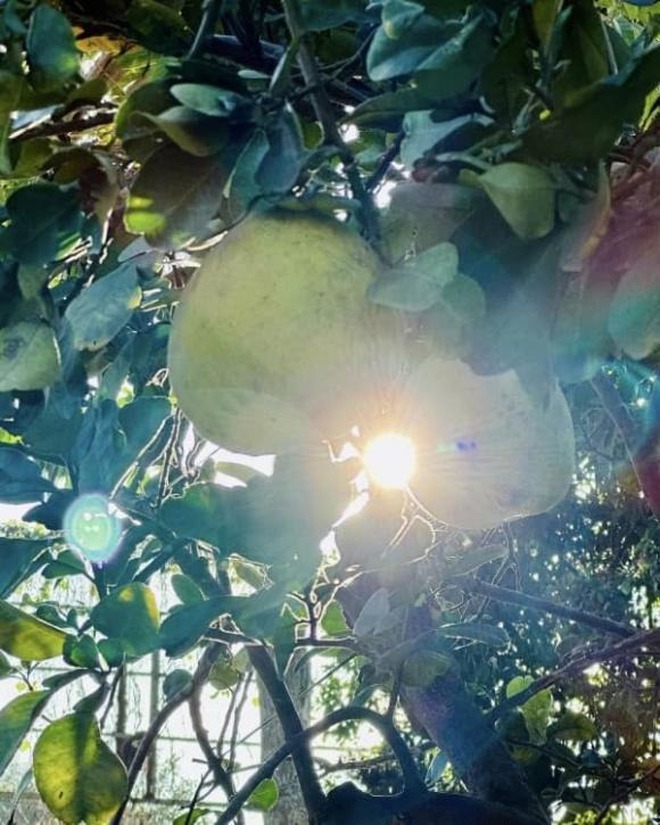 Hé lộ nhà riêng của Mỹ Tâm- Ảnh 13. Cuộc sống giản dị với khu vườn trù phú