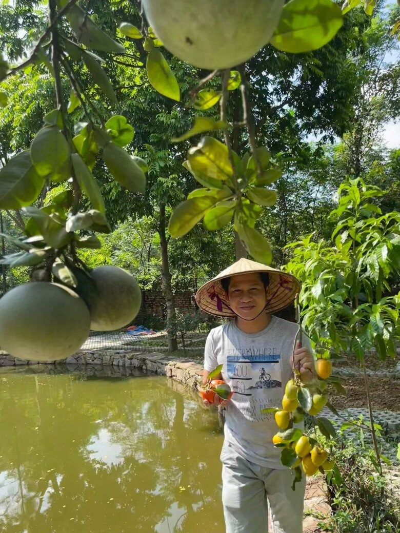 Trọng Tấn thu hoạch hồng