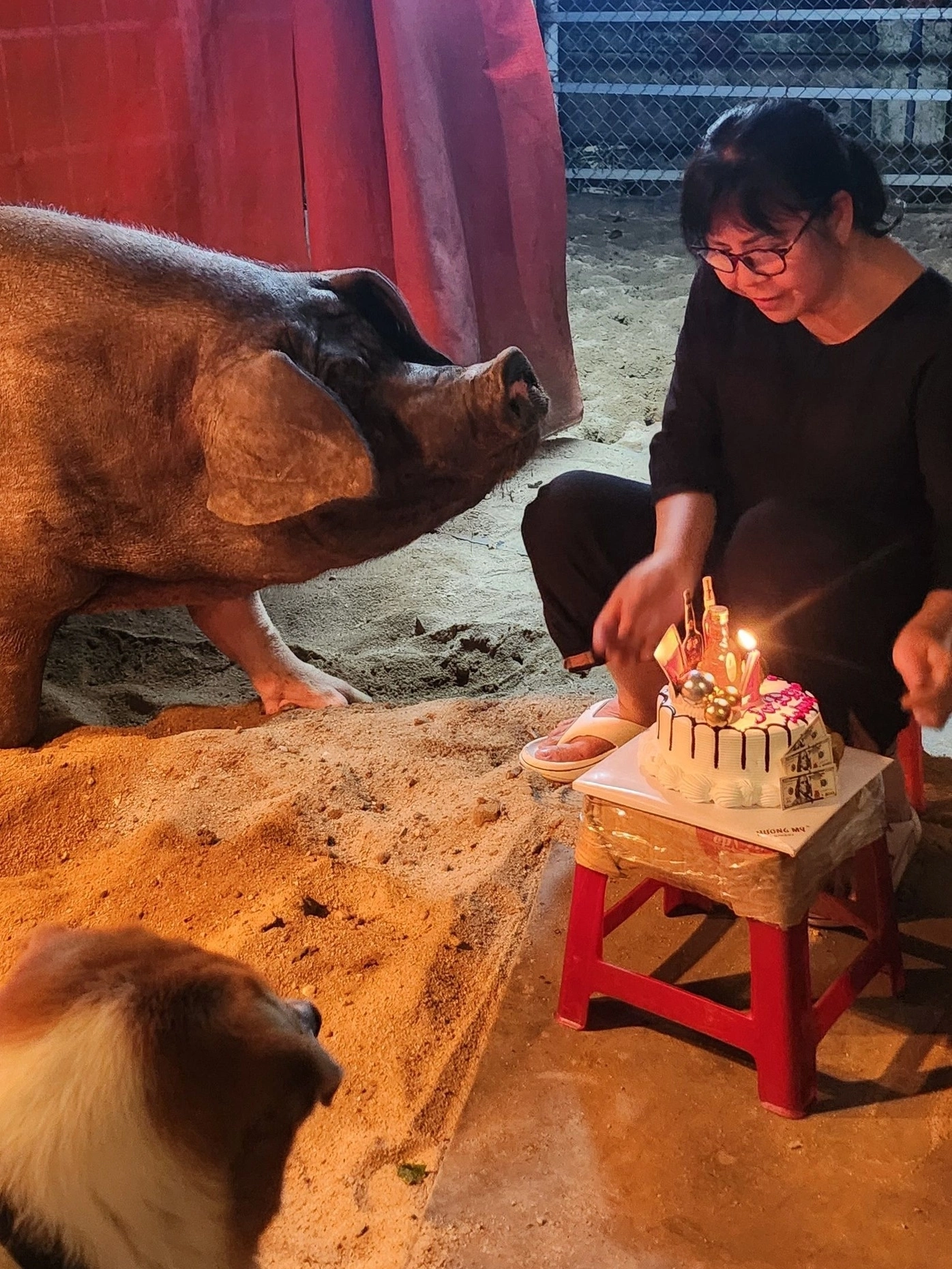 Ca sĩ tổ chức sinh nhật cho heo Joe Đen